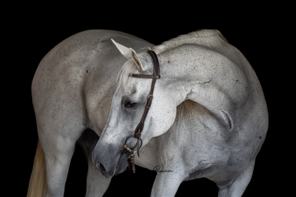 “just a trail&nbsp;horse”